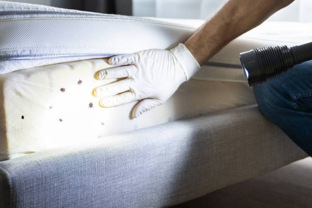 Best Termite Control Services  in Paynesville, MN