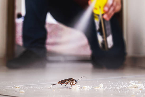 Wasp Removal Services in Paynesville, MN