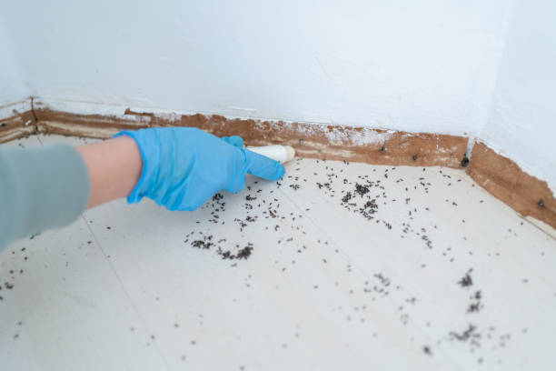 Insect Control in Paynesville, MN